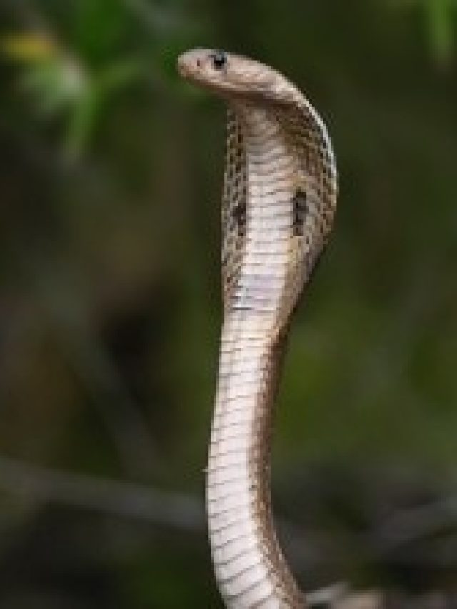 সাপের মাসি কাকে বলে? বলুন তো,  দেখি