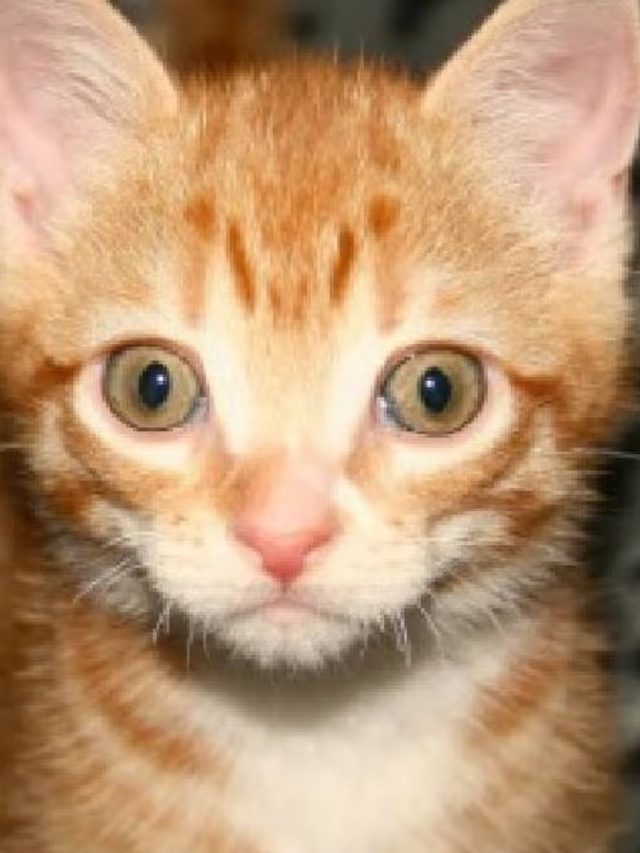 বিড়ালকে বাঘের মাসি বলা হয় কেন? অনেকেই জানেন না