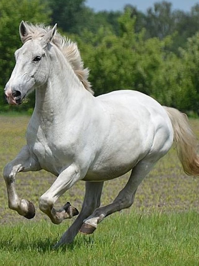 রোজ মাত্র ১টা, ক্লান্ত গাধাও বদলে যাবে তেজি ঘোড়ায়, ট্রাই করবেন নাকি?