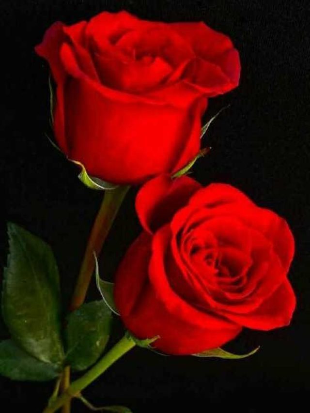 গোলাপ দিয়ে করুন এই টোটকা, সিন্দুক  উপচে পড়বে  টাকায়