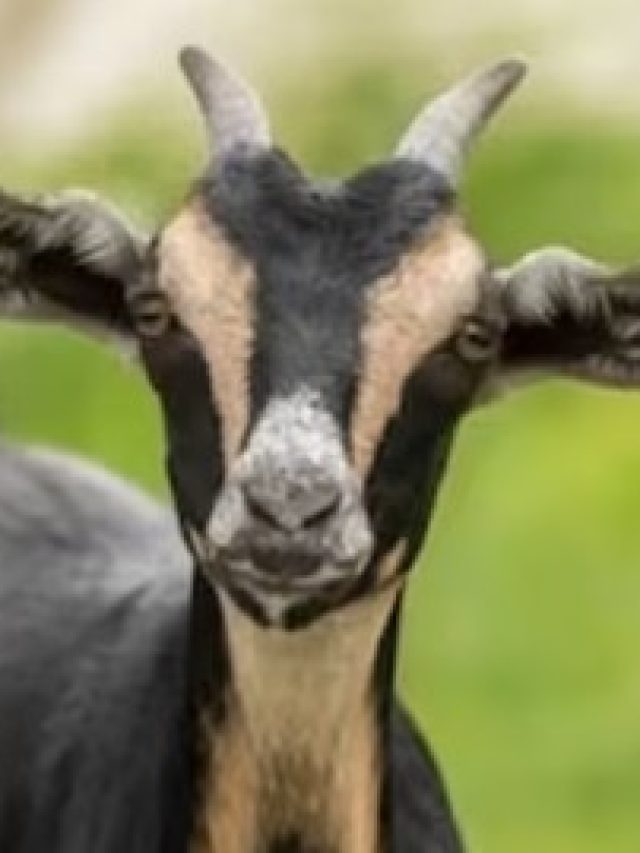 খাসি ও পাঁঠার মধ্যে পার্থক্য কী? অনেকেই জানেন না