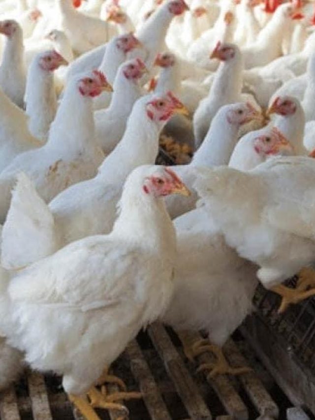 মুরগির এই গুণ রপ্ত করে নিন, সুখ-সাফল্য উপচে পড়বে আজীবন