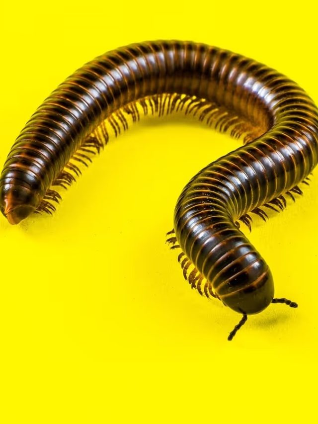 বাড়িতে কেন্নো ঢুকে পড়েছে? রইল তাড়ানোর সহজ উপায়