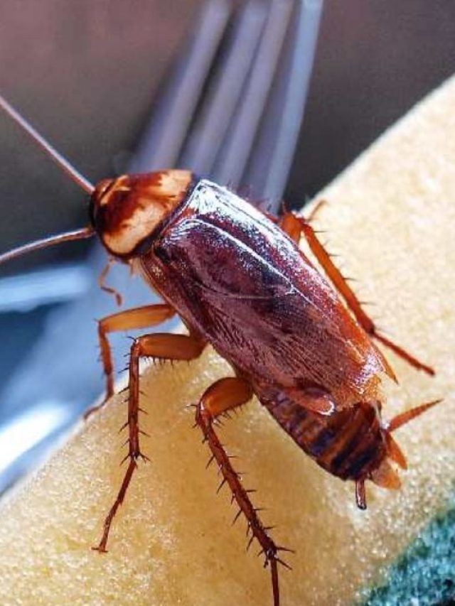 শুধু এই মশলা রেখে দিন, ব্যস, ঘরে আরশোলার বংশ ধ্বংস হবে