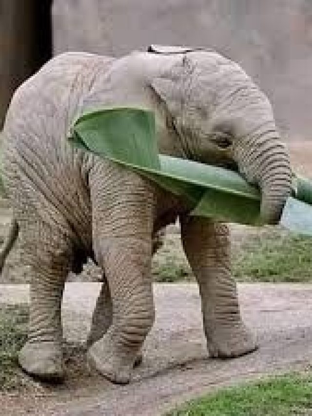 হাতির প্রিয় খাবার এটি, রান্না করে খেলে আপনিও থাকবেন সুপার ফিট