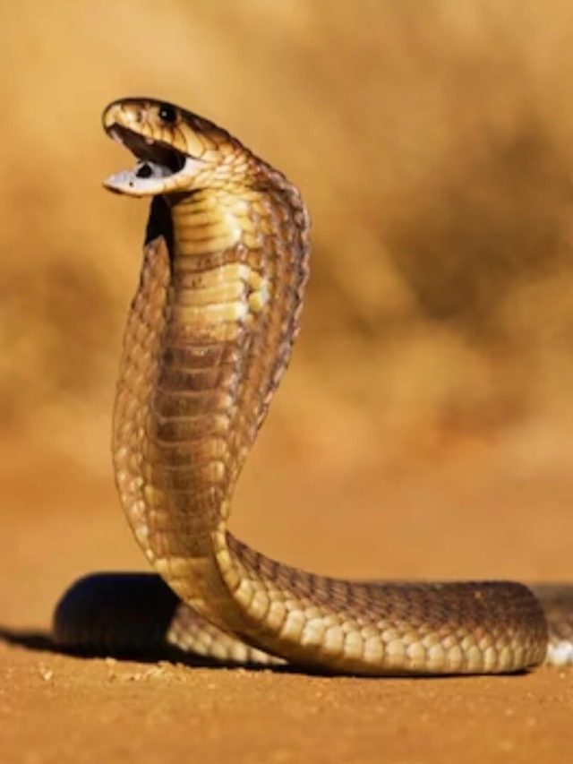 অজান্তেই ঘরে সাপ ঢুকেছে, কীভাবে বুঝবেন?