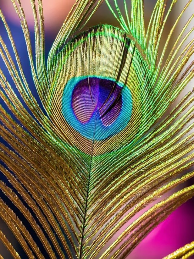 ময়ূরের পালক রাখলেই ফিরবে ভাগ্য, বাড়ির এ দিকে রাখুন