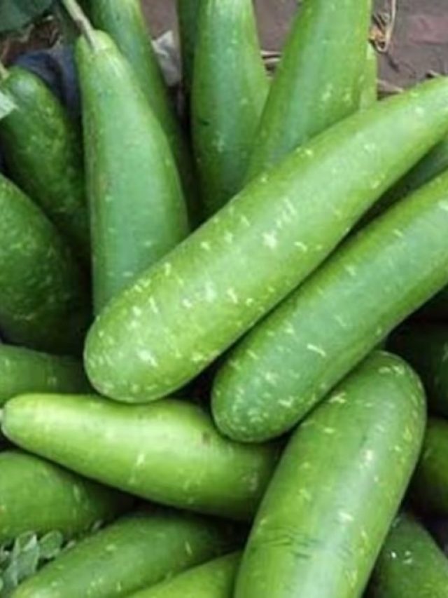 লাউয়ের ইংরেজি নাম কী? অনেকেই জানেন না