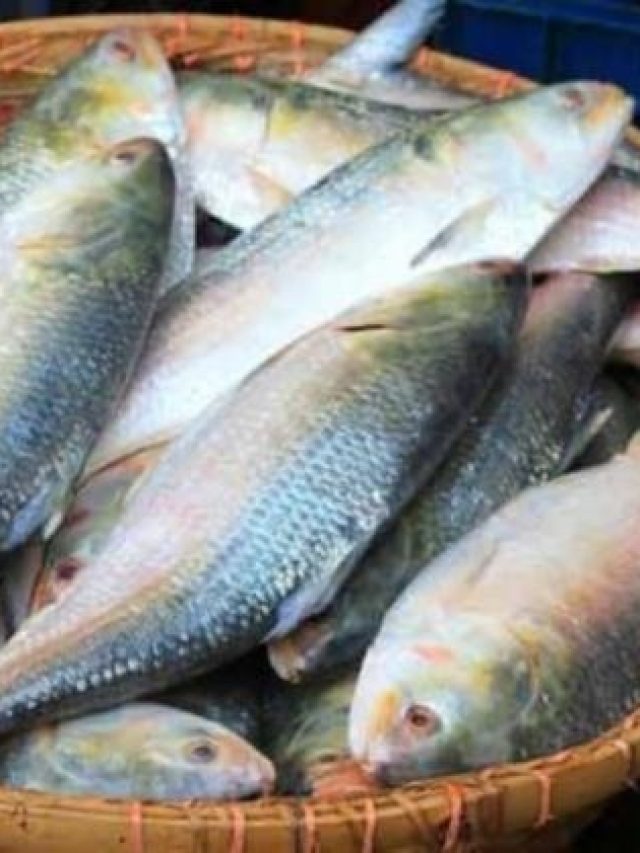 বাংলাদেশের ইলিশ খাবেন কেন? তার চেয়ে সুস্বাদু ইলিশ উঠছে বাজারে