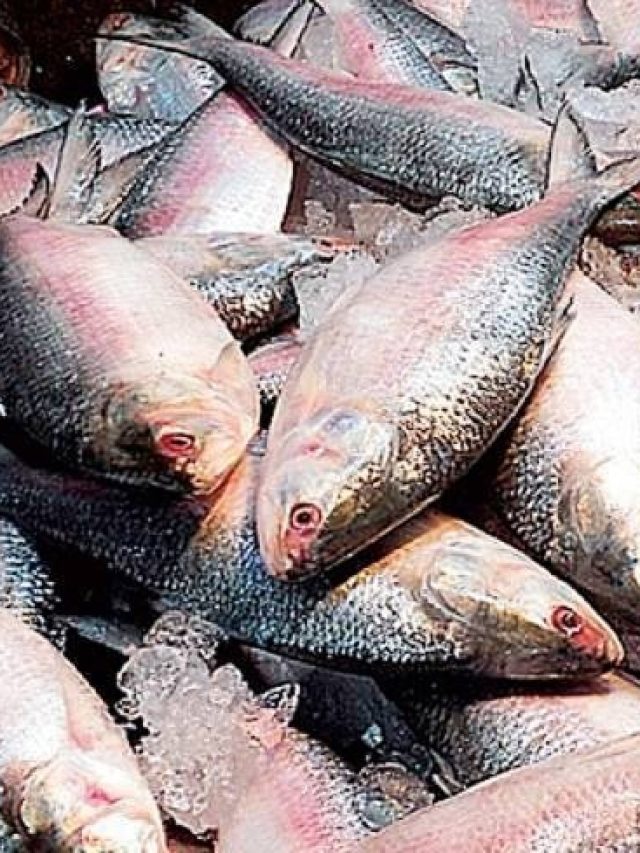 আপনার ফ্রিজকেই বানিয়ে ফেলুন হিমঘর, ইলিশ থাকবে পরের বর্ষা পর্যন্ত