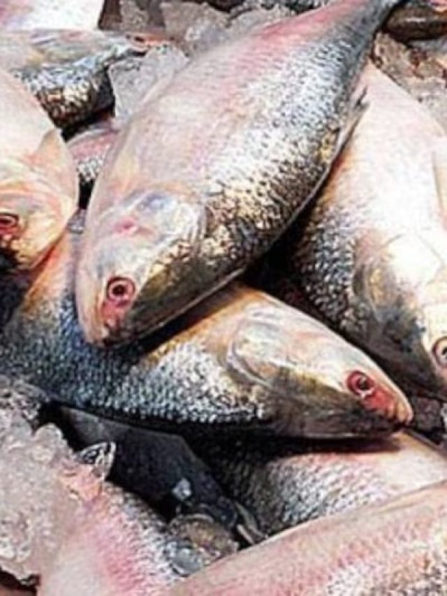 ইলিশ মাছের ইংরেজি কী? ইংলিশে পণ্ডিতরাও জানেন না