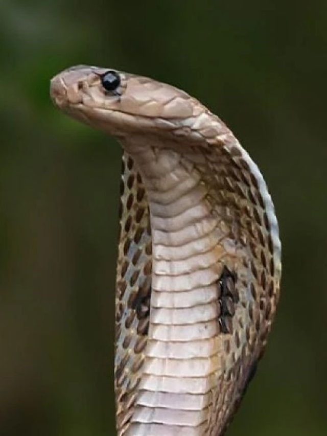 সাপেরও কি চুল গজায়? অনেকেই সঠিক তথ্য জানেন না