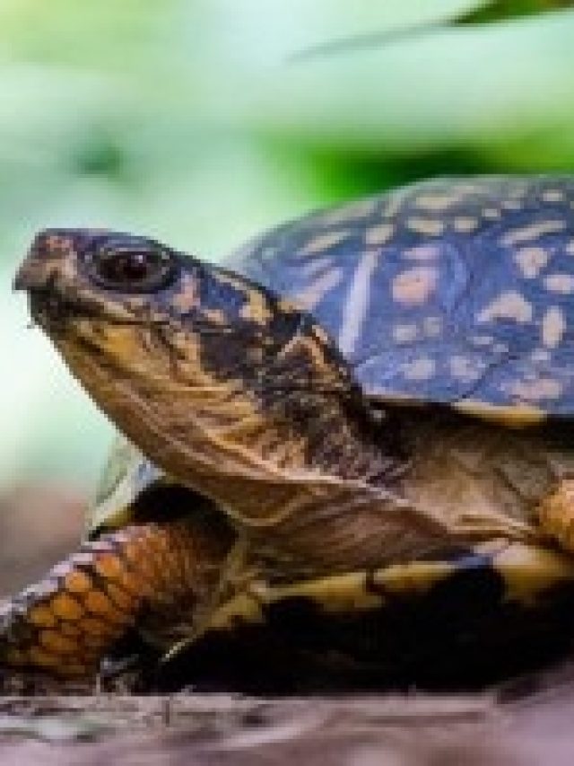 টাকা এনে দেবে এই কচ্ছপ, ঘরে রাখলেই রাজসুখ