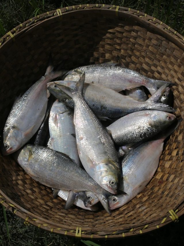 সুস্বাদু ইলিশের ঠিকে শুধু বাংলাদেশের নয়, এই বিদেশি ইলিশও চমৎকার