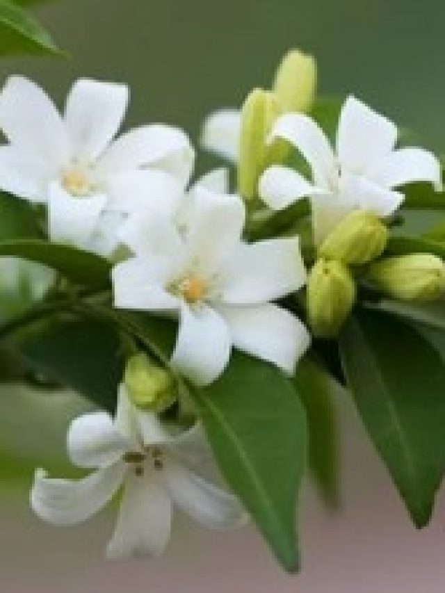 এই ফলের খোসা ফেলুন, গোছা গোছা জুঁই ফুল ধরবে  ঘরের টবে