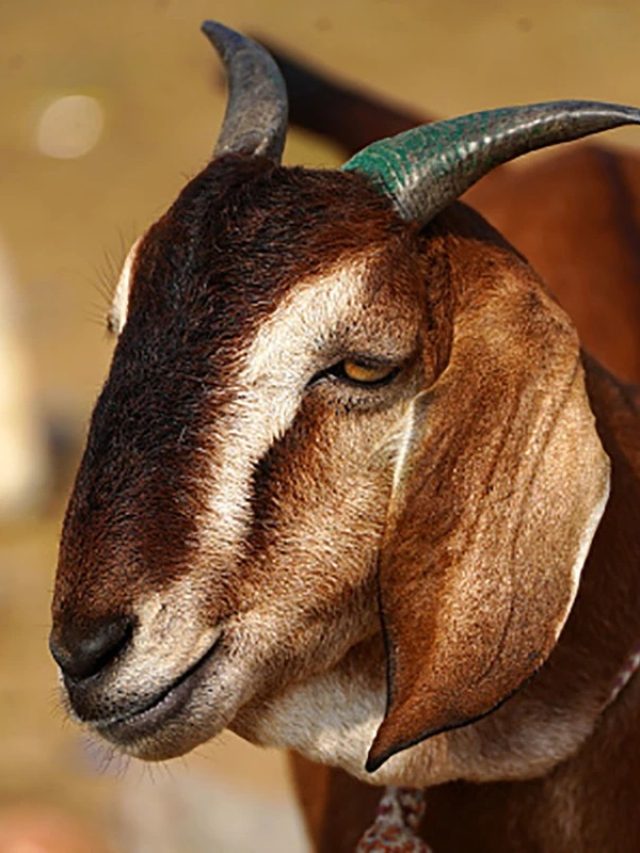 পাঁঠা ও খাসির মধ্যে মূল ফারাক কী? অনেকেই জানেন না