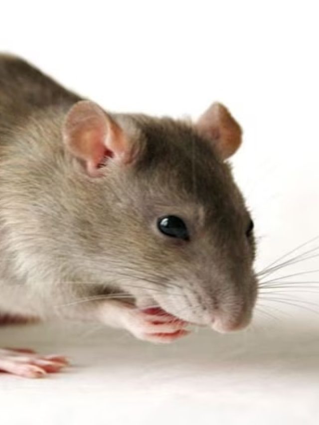 এই মশলা রেখে দিন শুধু,পাঁই পাঁই করে পালাবে ইঁদুর, ঘরে ঢুকবে না আর