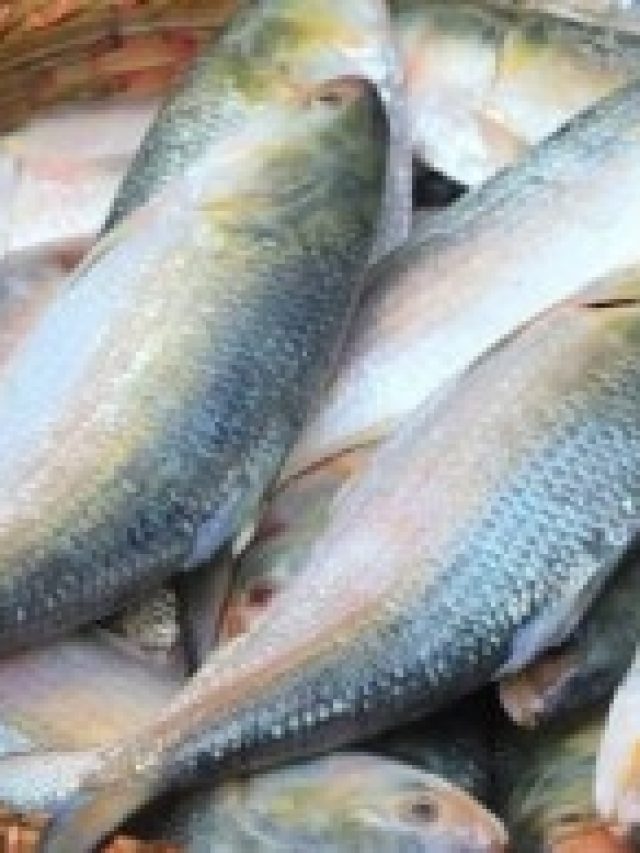 বাজারে পদ্মার ইলিশ চিনবেন কীভাবে?  রইল নিনজা  টেকনিক