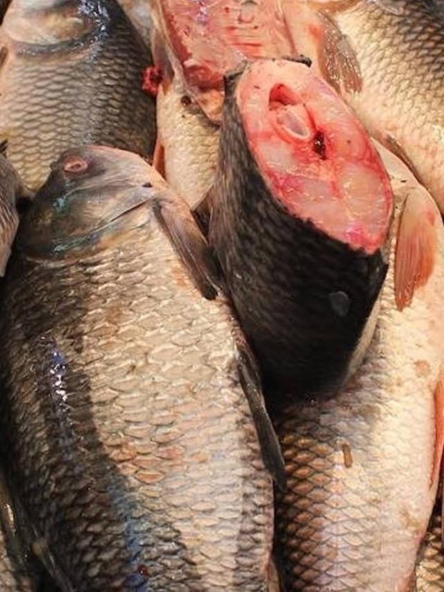 রুই-কাতলা হোক কিংবা ইলিশ, সর্বাধিক ক'দিন রেখে খাওয়া যায় জানেন?