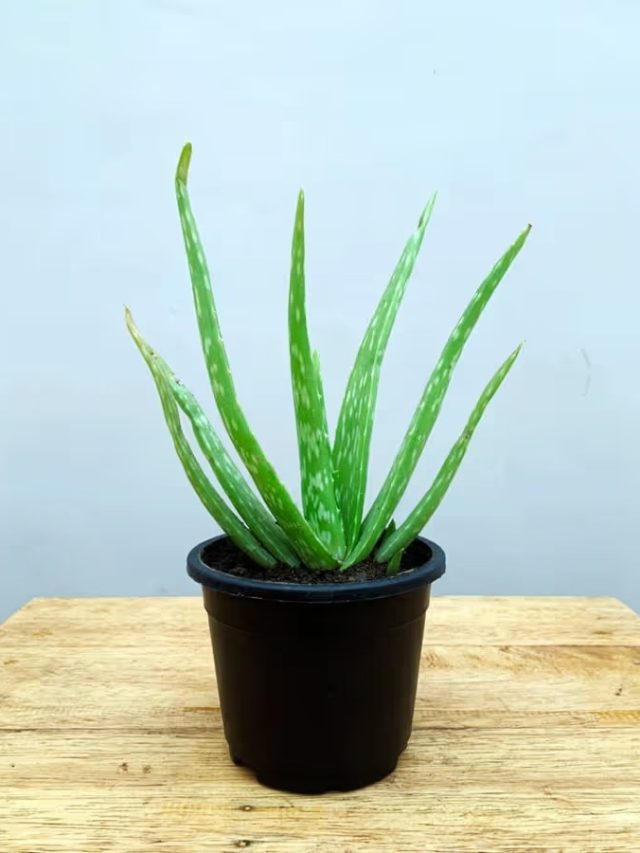 সুখ-টাকার বন্যা  বইবে, ঘরের এদিকে শুধু রাখুন অ্যালোভেরা