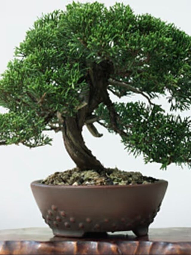 পুজোর আগে টাকা আসবে চারিদিক থেকে, বাড়িতে আনুন এই গাছ