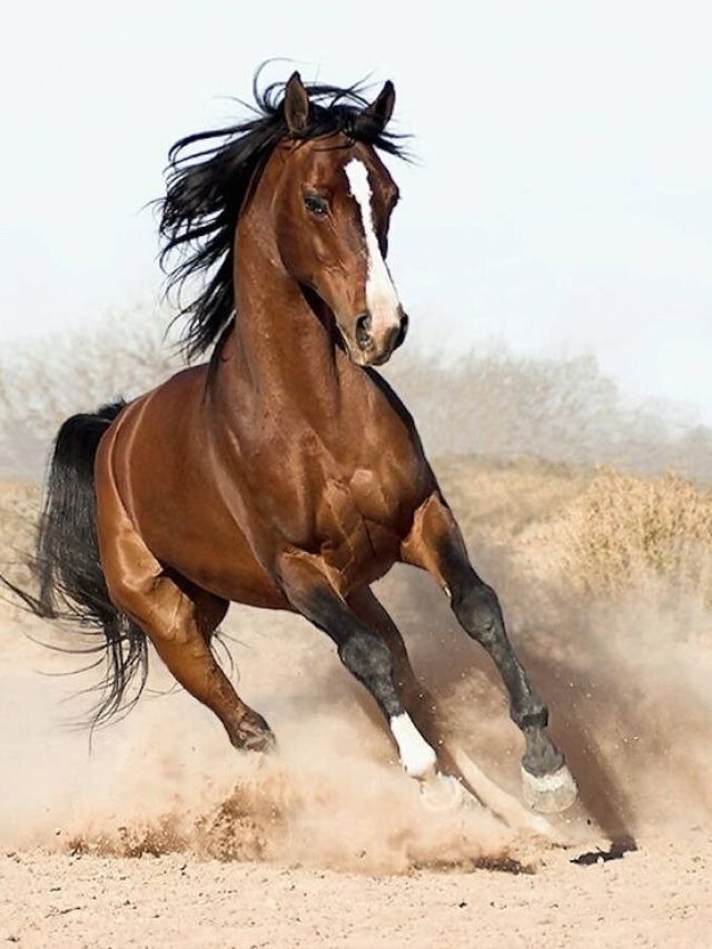 আজীবন ঘোড়ার মতো পারফরম্যান্স, এই জিনিস ভেজে খেলেই কাজ হবে