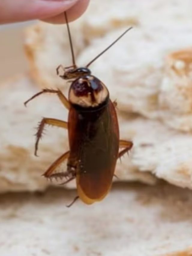 পাঁই পাঁই করে পালাবে আরশোলা, আর ঢুকবে না, ঘরে রাখুন এই মশলা