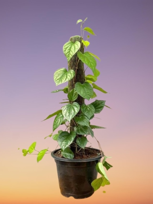 বাড়ির ঠিক এই দিকে লাগান একটা পান গাছ, ব্যস! তাতেই খেলা ঘুরবে