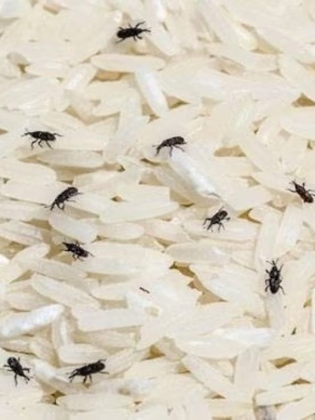 বর্ষায় চালে গিজ গিজ করছে পোকা? এই টোটকায় দূর হবে নিমেষে, গ্যারান্টি!