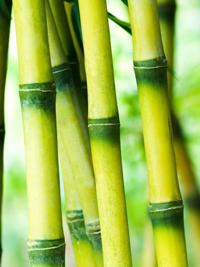 ৬০-এও থাকবে ৩০-এর চটক, রোজ এভাবে খান বাঁশ