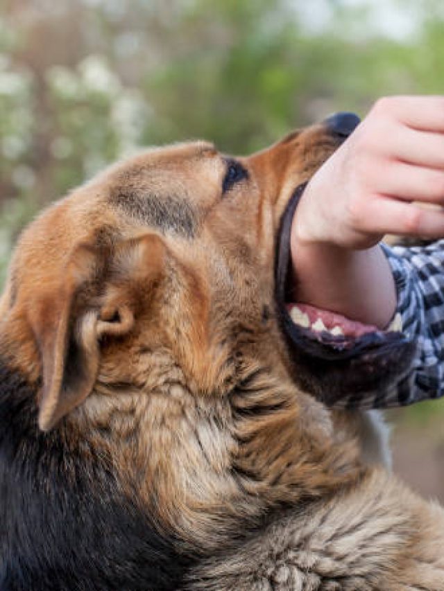 কুকুর কামড়ালে কী কী খাবেন না? জানাটা খুব জরুরি