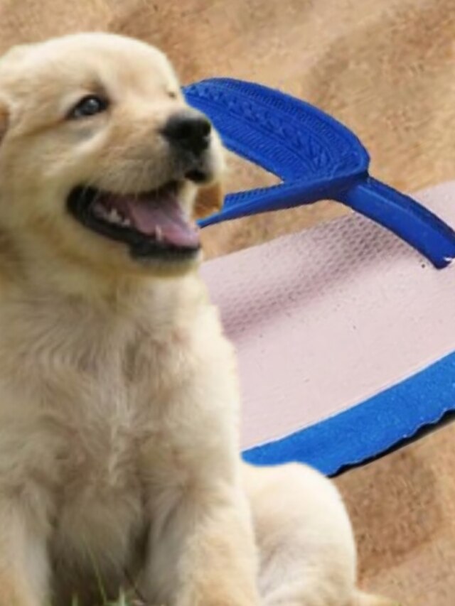 কুকুররা চটি চাটে বা চিবোয় কেন? পিছনে আসল কারণটি জানুন