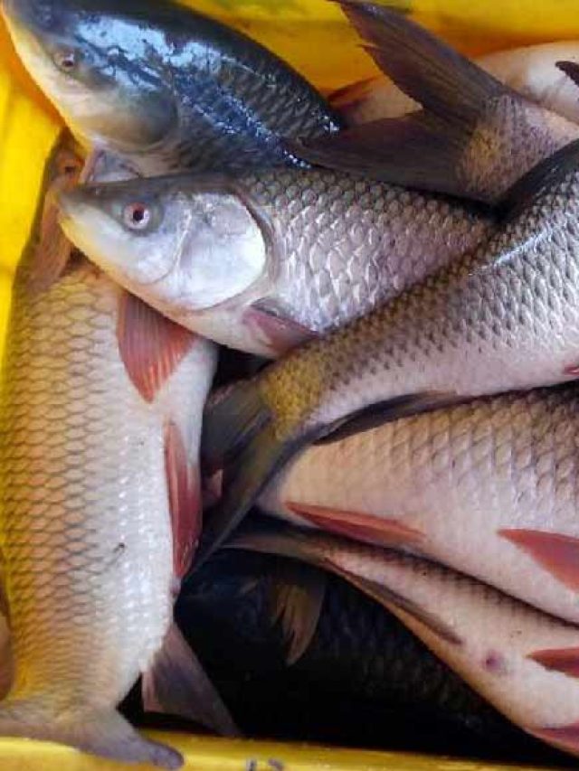 টাটকা মাছ কতদিন ফ্রিজে রেখে খাবেন? সবাই ভুলটা জানে