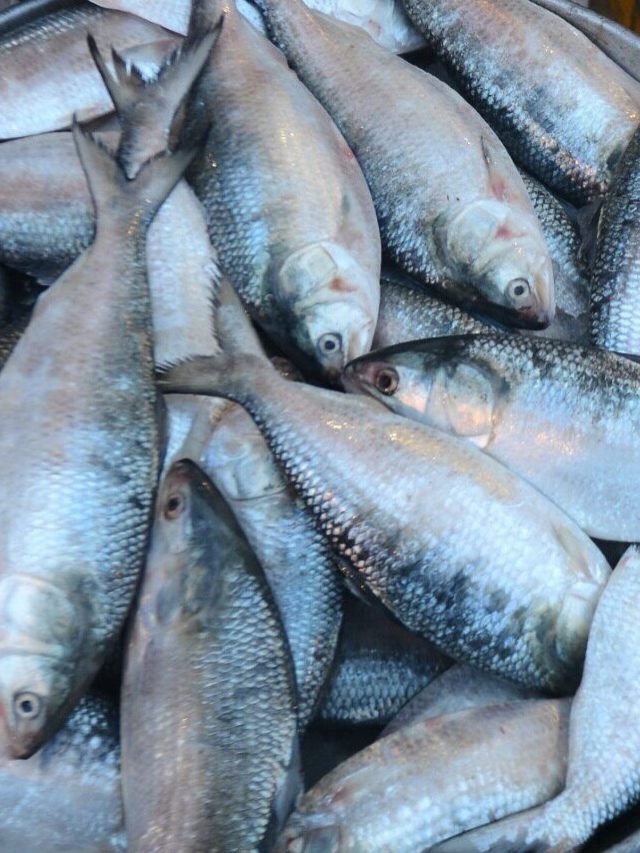 ডিপ ফ্রিজে মাছ রাখুন এভাবে, একটুও বরফ জমবে না