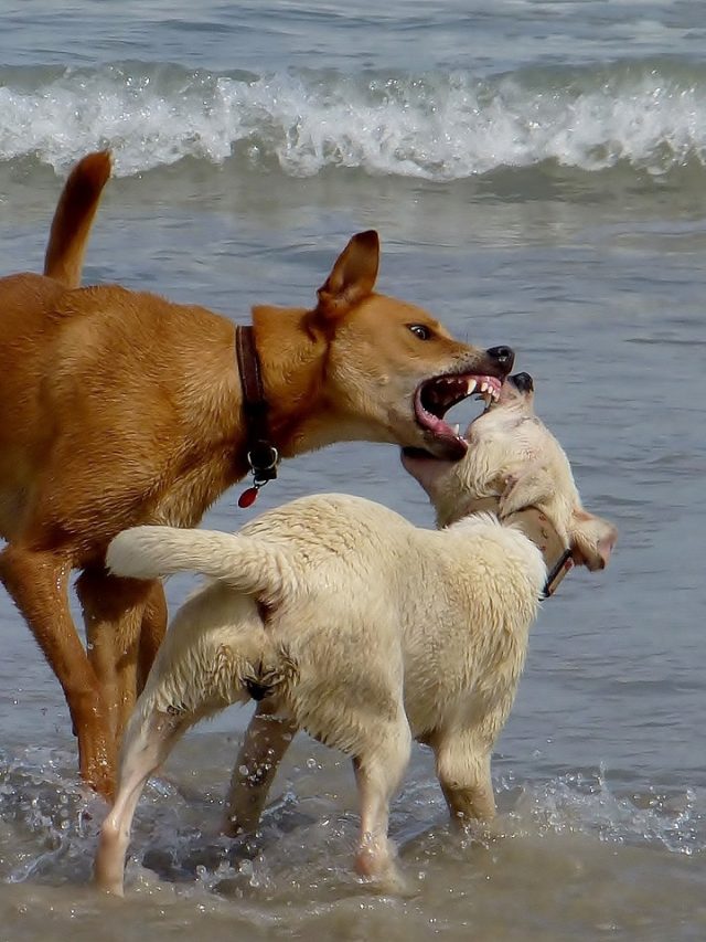 রাস্তার কুকুরটি আপনাকে কামড়াবে, কোন ইঙ্গিতে বুঝবেন?