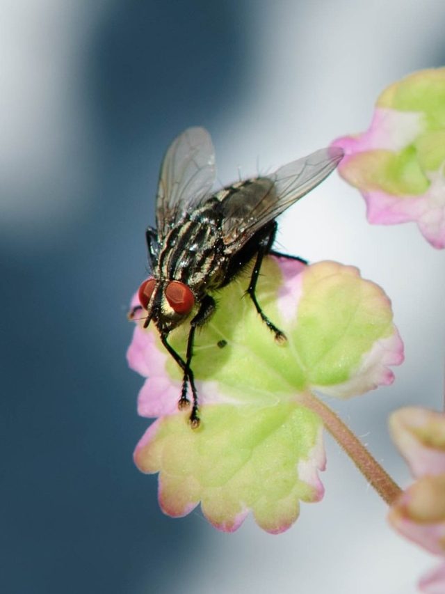 খাবার রাখলেই  বিরক্তিকর মাছি বসছে? এই ঘরোয়া টোটকায় তাড়ান