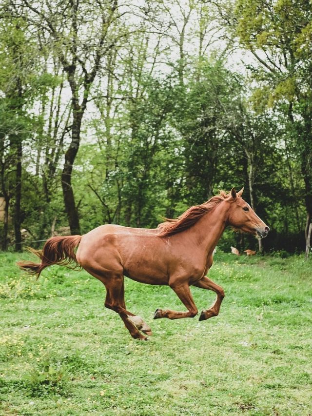 বাাড়িতে এই ৬ পশুর ছবি রাখলে আসে সৌভাগ্য