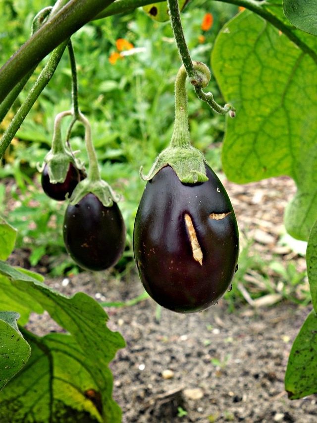 বেগুনে বীজ কম না বেশি? দুই সেকেন্ডে বুঝুন এইভাবে