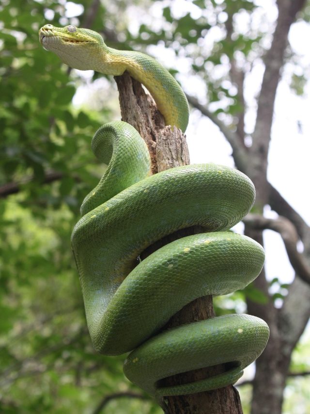 ভুল করেও বাড়ির চারপাশে এই  ৫ গাছ লাগাবেন না, বিষাক্ত সাপেদের ভারী পছন্দ