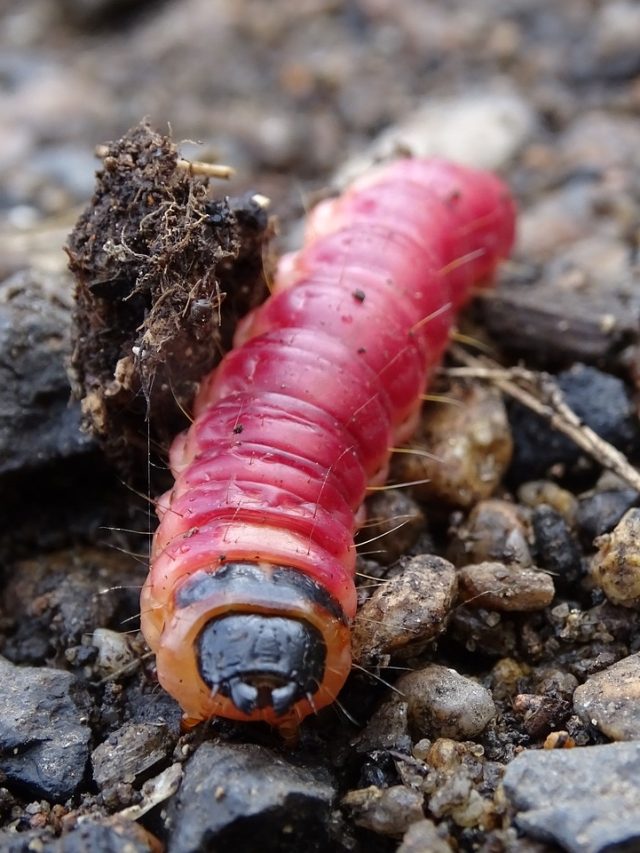 বাথরুম- রান্নাঘরে গা ঘিনঘিনে কেঁচো- কেন্নো ভর্তি? এভাবে বিদায় করুন