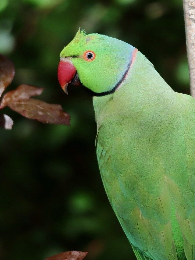 পাখি 'কান ছাড়া'ই শোনে কী করে? শিক্ষিতরাও জানে না