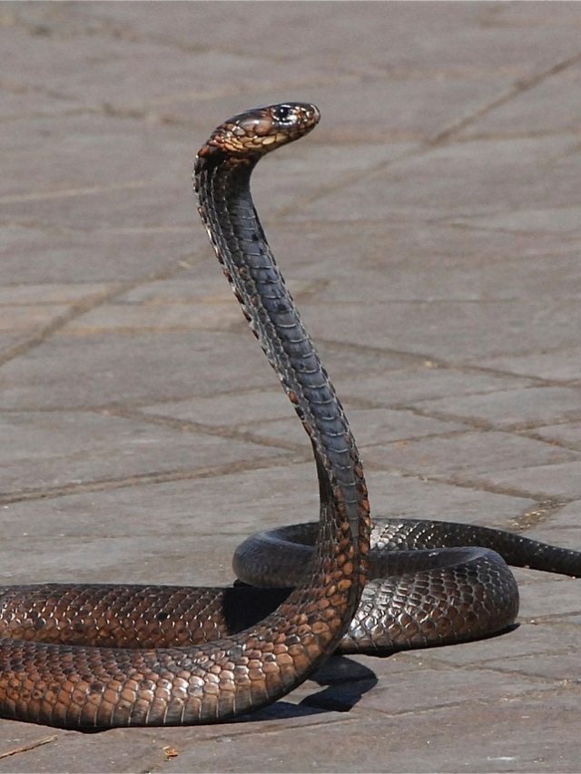 কার্বলিক অ্যাসিড ছাড়ুন, সাপ তাড়ানোর উপায় এটাই, জানালেন বনকর্মী