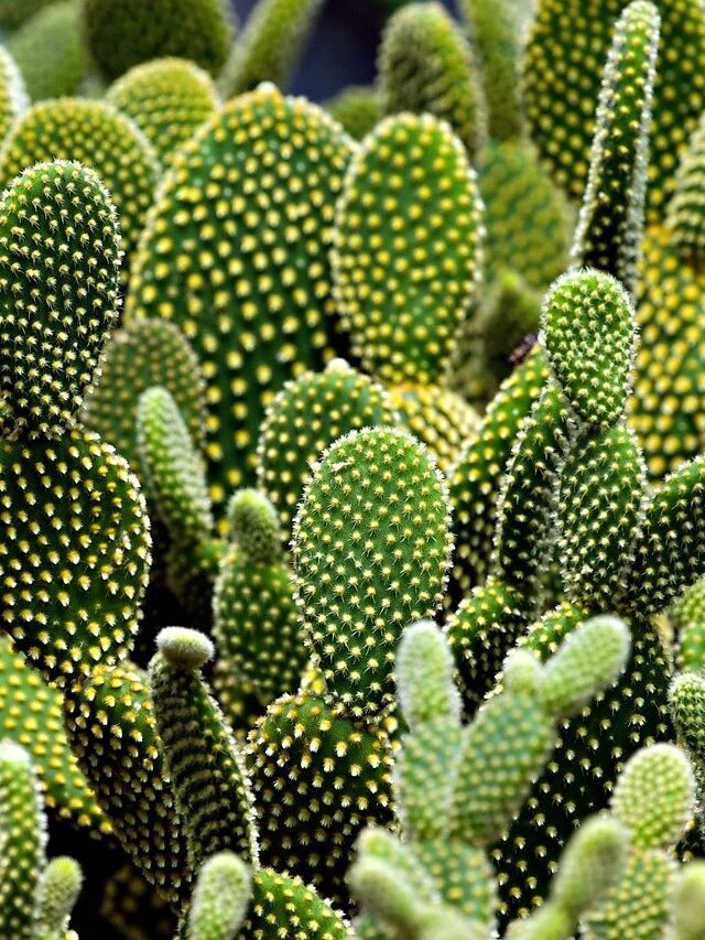 কাঙাল করে ছাড়বে, বাড়ির আশপাশে যেন না থাকে এই ৫ গাছ