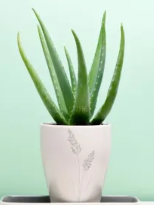 টাকা চুম্বকের মতো টানে এই গাছ, বাড়িতে খালি এভাবে রাখুন