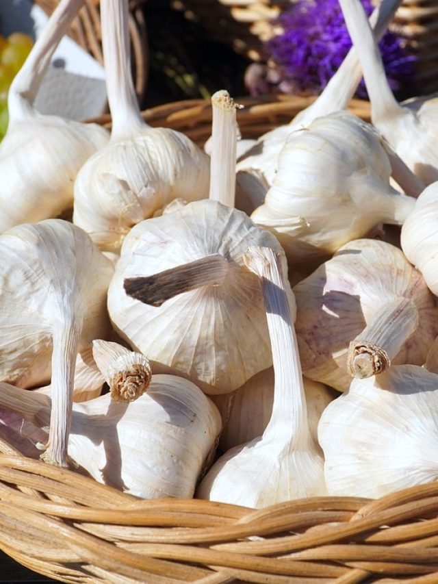 রক্ত থেকে ​​নিংড়ে বের হবে খারাপ কোলেস্টেরল, শুধু এভাবে খান কাঁচা রসুন খান