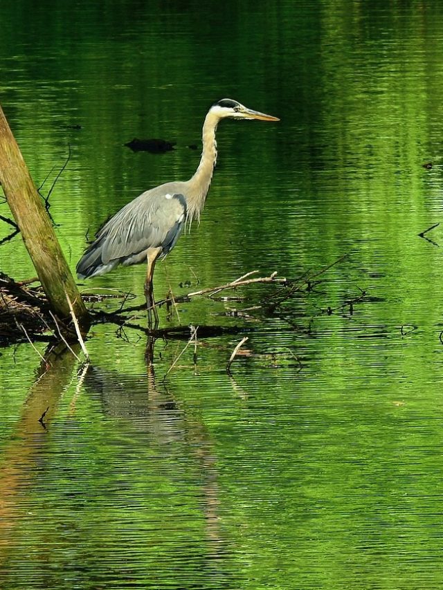 পুকুরের জল সবুজ কেন? বিজ্ঞানটা জেনে রাখুন