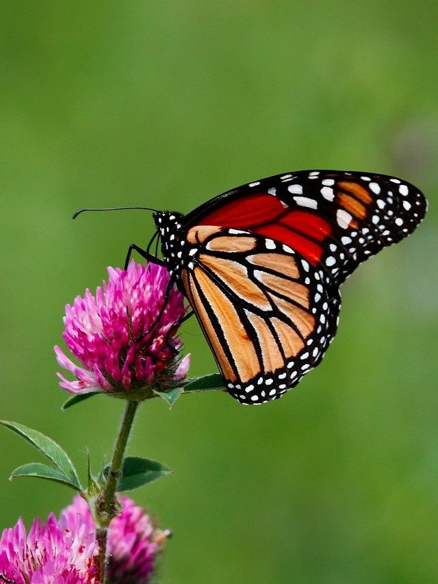 প্রজাপতি ক'দিন বাঁচে? জানলে চমকে উঠবেন আপনিও