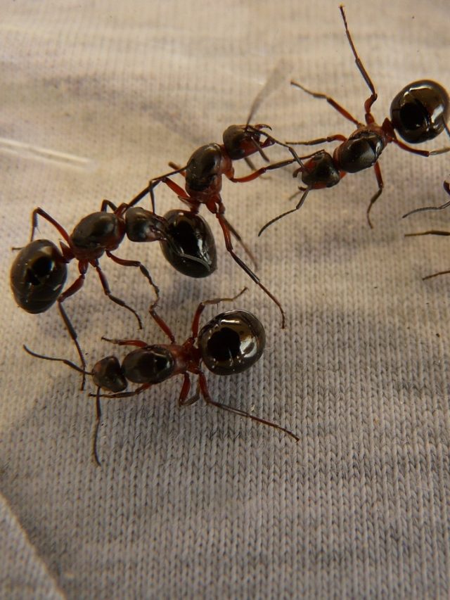 কিছু রাখা মাত্রই কৌটোয় সারি সারি পিঁপড়ে? এভাবে তাড়ান নিমেষে!