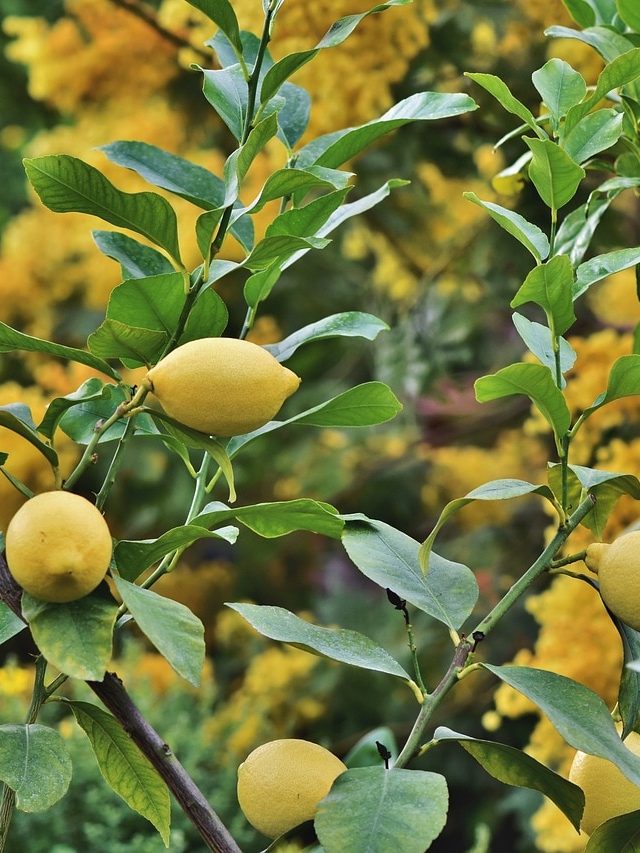 খালি লেবু নয় এর পাতাও খুব উপকারী, দূর করে মানসিক চাপও, ব্যবহার জানেন?