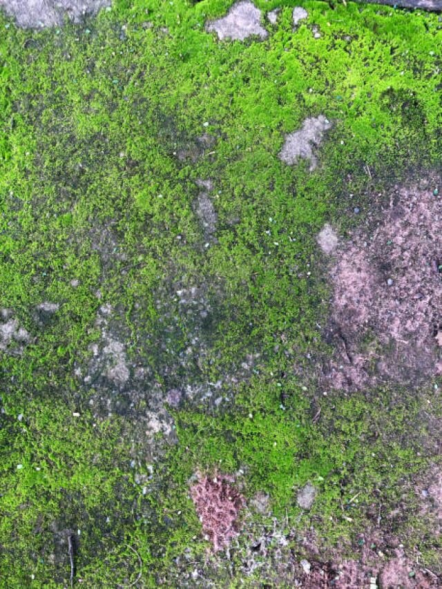 টানা বৃষ্টিতে বাড়ির উঠোনে শ্যাওলা জমেছে? জানুন পরিষ্কার করার সহজ উপায়